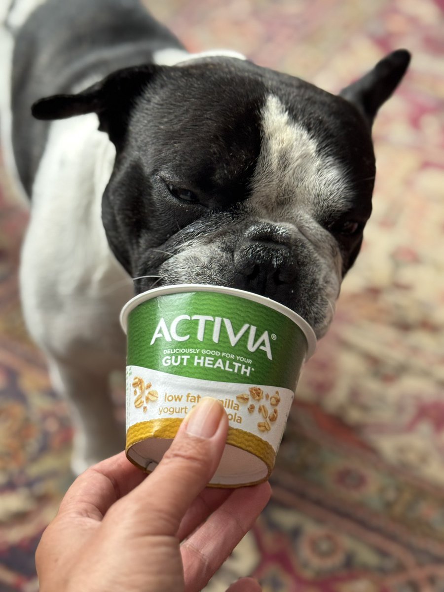 duchess_salty's tweet image. Diesel quickly cheered up after this morning’s imposition. He enjoyed the last drops of yogurt BUT unfortunately his short snout doesn’t reach the bottom of the tub despite his attempts to ram his entire face inside 😂 #Frenchie #FrenchieProblems #ShortNosedYogurtFiend 😂