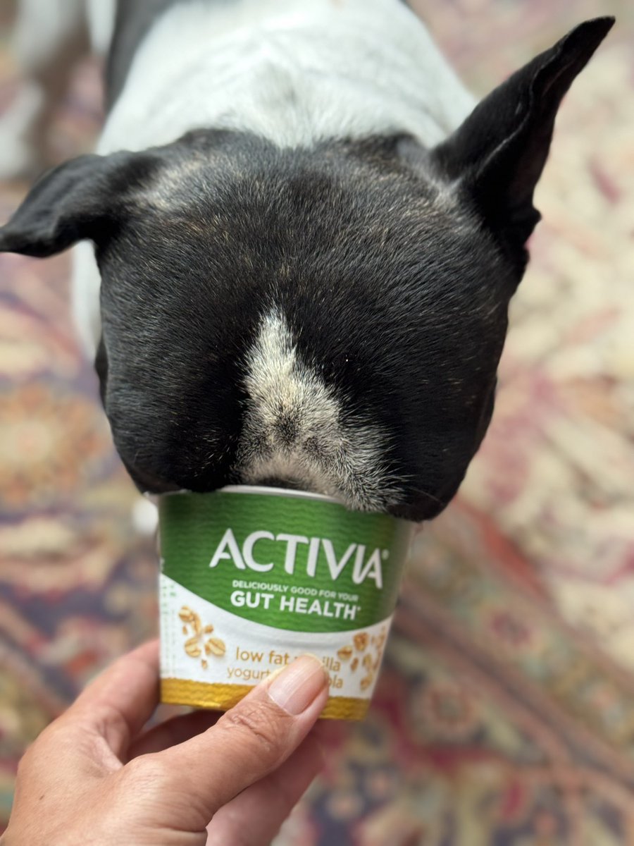 duchess_salty's tweet image. Diesel quickly cheered up after this morning’s imposition. He enjoyed the last drops of yogurt BUT unfortunately his short snout doesn’t reach the bottom of the tub despite his attempts to ram his entire face inside 😂 #Frenchie #FrenchieProblems #ShortNosedYogurtFiend 😂