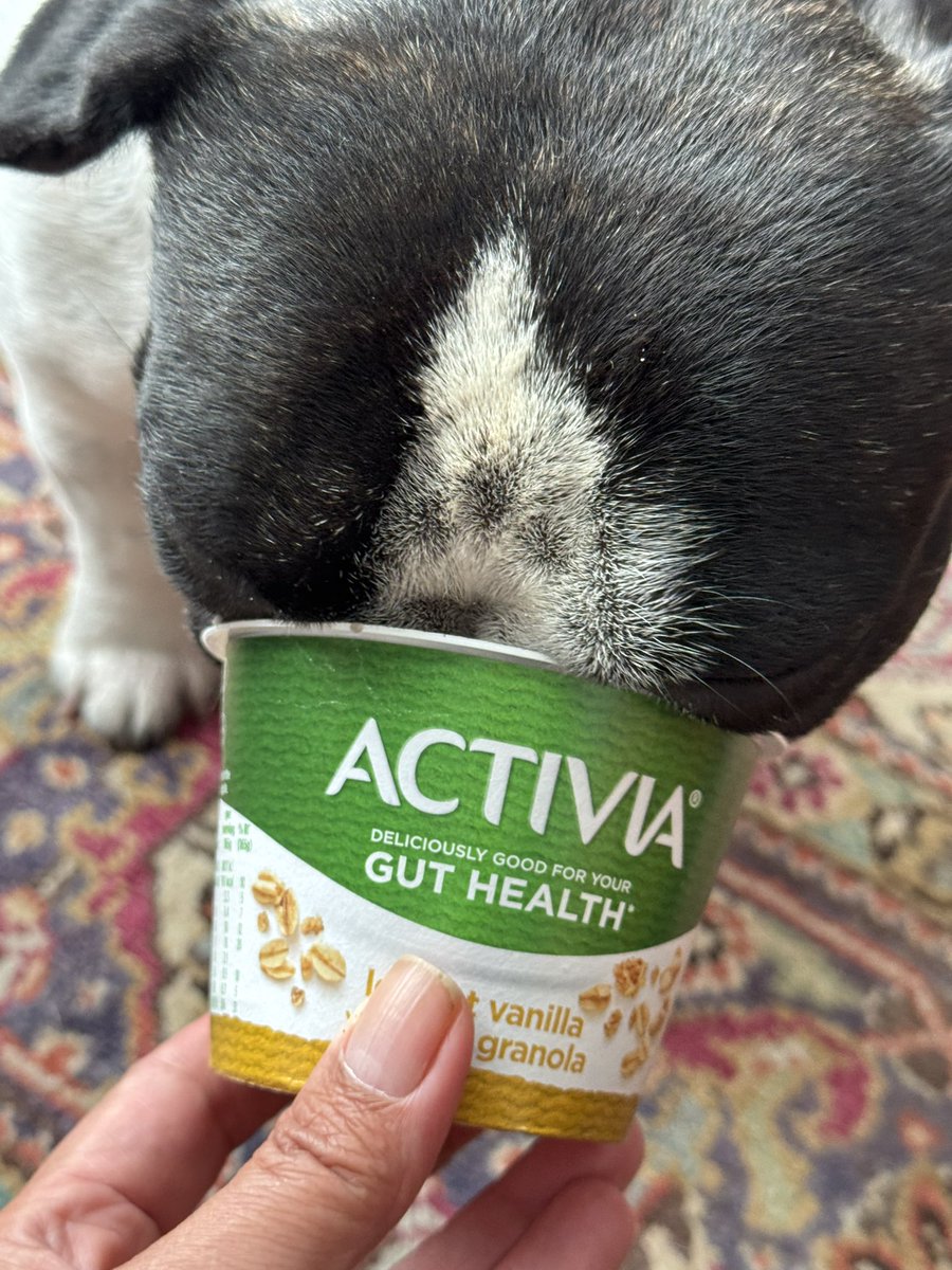 duchess_salty's tweet image. Diesel quickly cheered up after this morning’s imposition. He enjoyed the last drops of yogurt BUT unfortunately his short snout doesn’t reach the bottom of the tub despite his attempts to ram his entire face inside 😂 #Frenchie #FrenchieProblems #ShortNosedYogurtFiend 😂