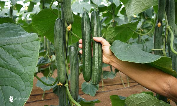 jaarcossanchez's tweet photo. 🆙Seminis presenta su primer pepino temprano con 5 resistencias

📝https://t.co/zdwLimdvn9

📌En primavera ya será comercial. Ahora, bajo el código SVCE1524 se ha presentado en unas jornadas de puertas abiertas celebradas en Roquetas (#Almería). Esta nueva variedad de #pepino tipo holandés es la primera de ciclo temprano que #Seminis lanza con las cinco resistencias: amarilleo, venas, oídio, CGMMV y Nueva Delhi

#CultivaSeminis #BayerSeminis