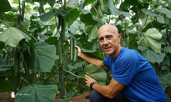 🆙Seminis presenta su primer pepino temprano con 5 resistencias

📝agroautentico.com/2024/10/semini…

📌En primavera ya será comercial. Ahora, bajo el código SVCE1524 se ha presentado en unas jornadas de puertas abiertas celebradas en Roquetas (#Almería). Esta nueva variedad de #pepino