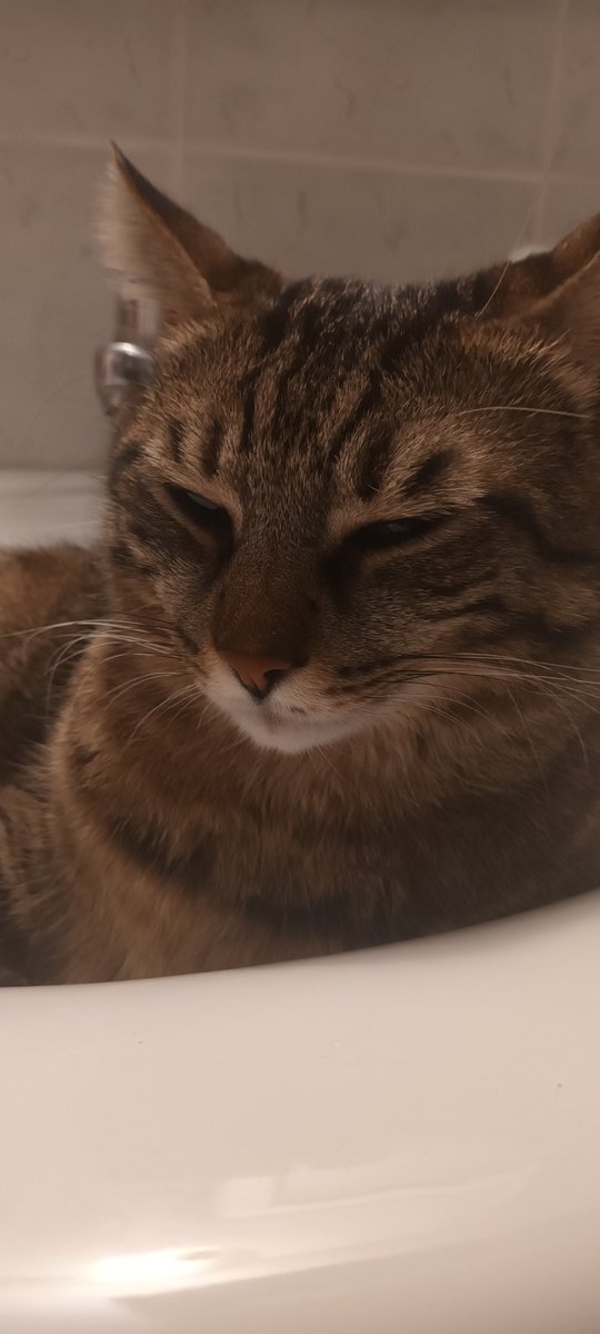 catbop tweet media