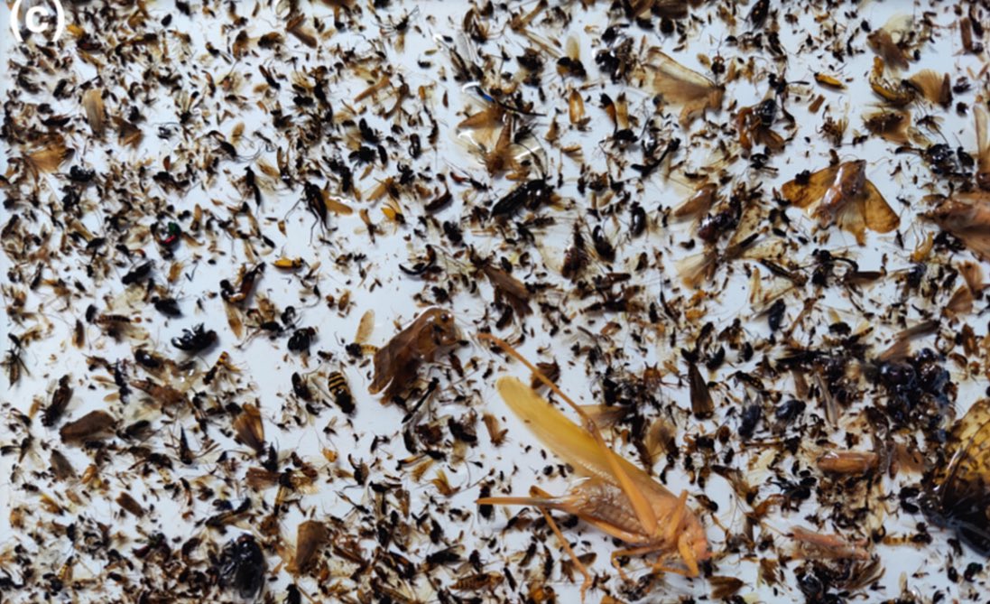 Florian Leese tweet media