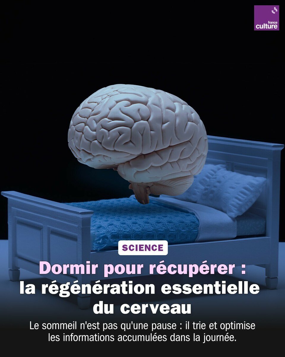 Dormir, c'est plus qu'une pause, c'est un super-pouvoir ! 😴🧠
➡️ l.franceculture.fr/PYt