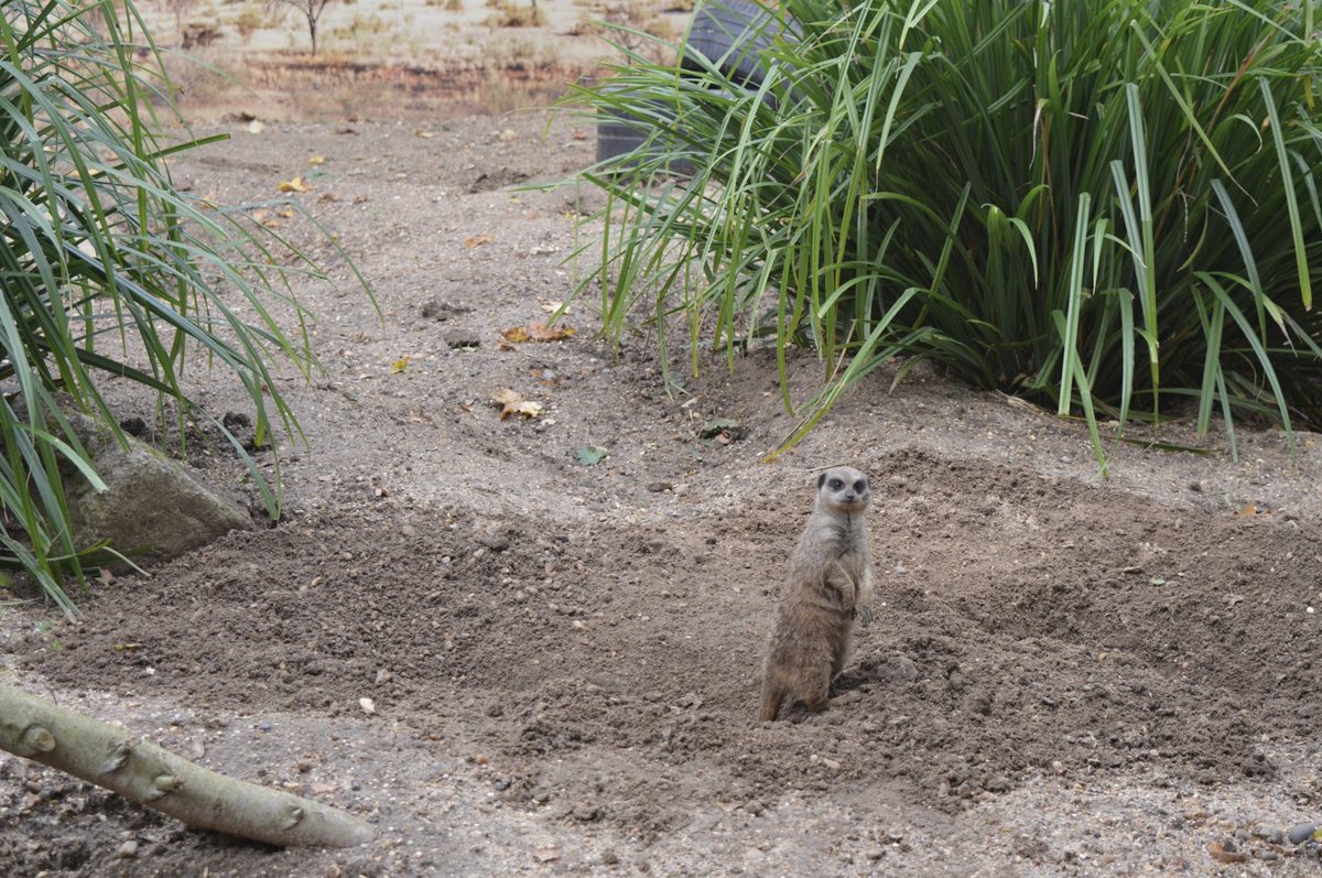 Trips are a great way for children to explore their learning. Our Year 1 and Year 2 children enjoyed a trip to the zoo this week and were great role models and ambassadors for the school!