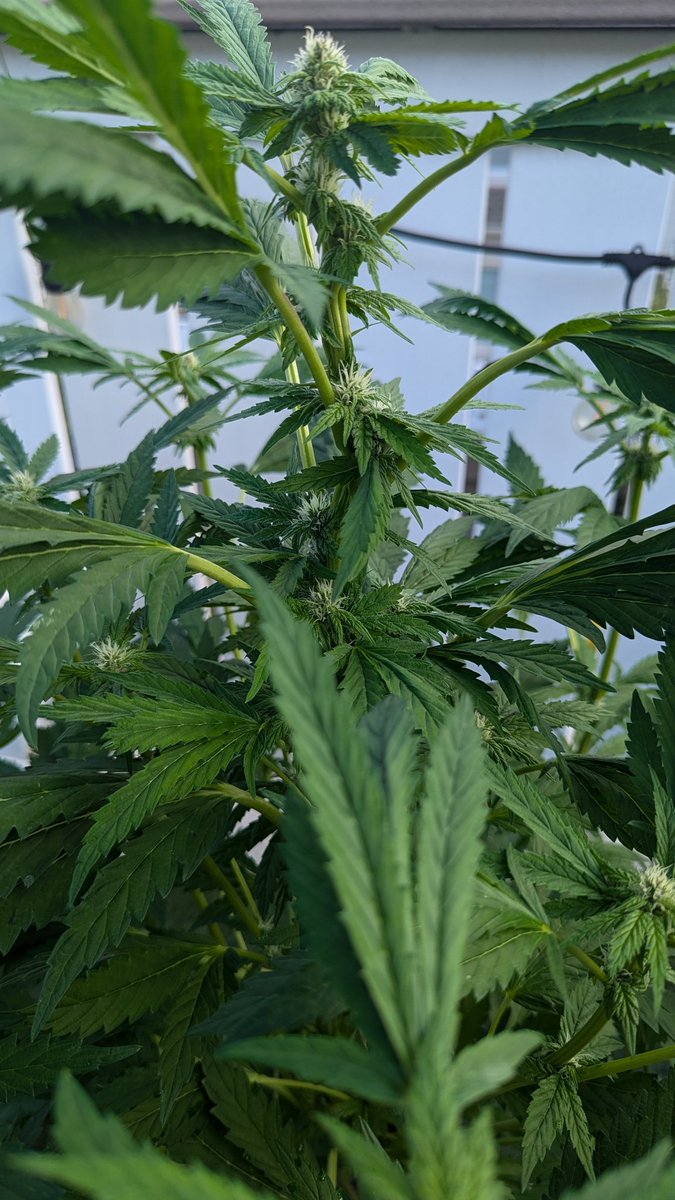 SmashGrows's tweet photo. Ever had a whorled phyllotaxy plant? This is my first. 3 leaves and branches per node instead of 2. This is Apple Fritter (LUMPY'S CUT) x Chimera #3 bred by #SmokingMonkeyGenetics.
Using #megacrop 1-part and Sea-k Kelp by @GreenleafNutes
#growyourown #growmies #Mmemberville https://t.co/W9qmZ0BvCK