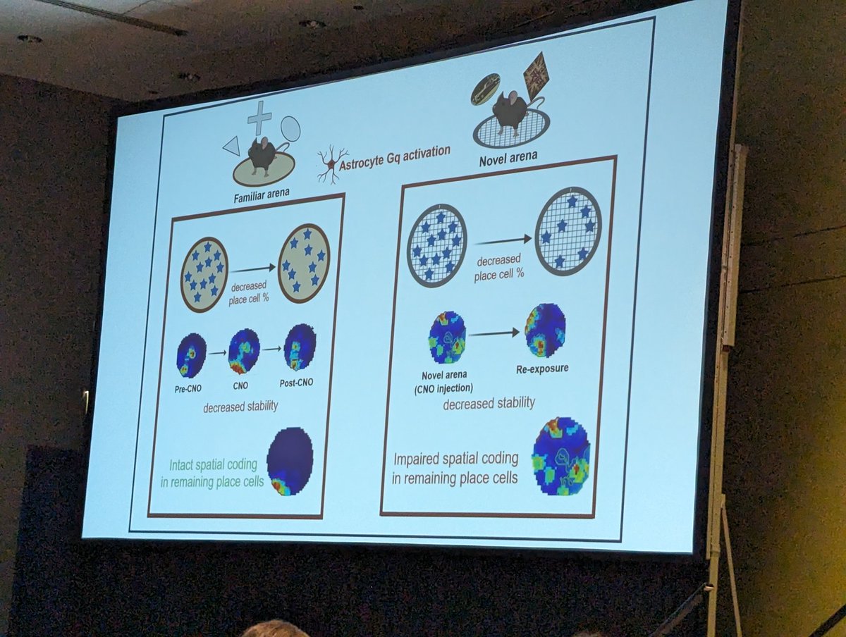 MCCStweets's tweet image. Presentation by @rkcldk2 in @yongseoklee7 lab at @SeoulNatlUni, investigating astrocytic modulation of place field activity.