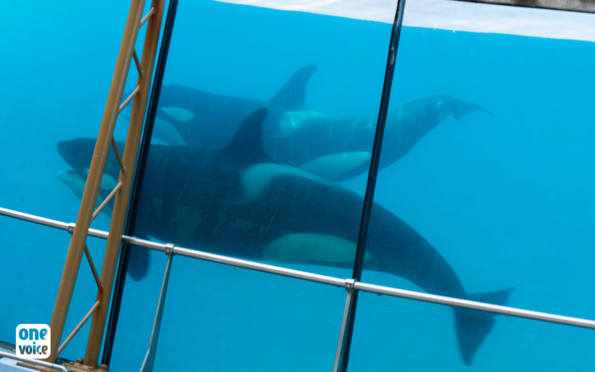 Piece from our members One Voice regarding the future of Marinelands’ dolphins and orcas.

one-voice.fr/en/news/the-re…