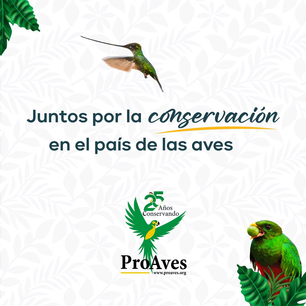 🦜🌍 En el Día Nacional de las Aves celebramos nuestra valiosa diversidad en avifauna.

🌟 Hace más de 25 años trabajamos por conservar las especies de aves más amenazadas de Colombia y brindar un hábitat seguro en nuestras Reservas Naturales.