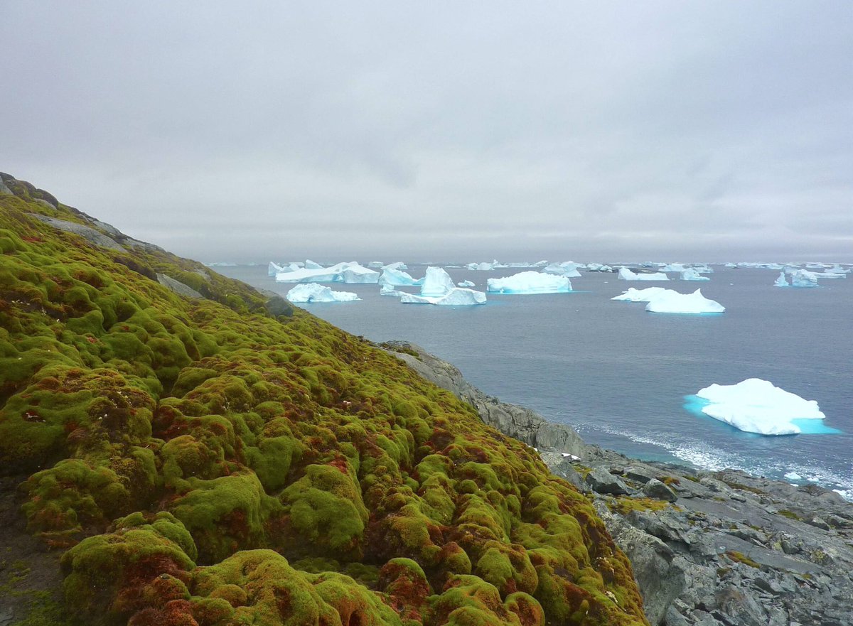 Ce sont des photos incroyablement flippantes : le continent blanc verdit. La superficie occupée par les plantes (des mousses) a été multipliée par 14 depuis 1986 dans la péninsule antarctique. Sans doute en raison de la ↗️ du mercure et ↘️ de la banquise lemonde.fr/planete/articl…