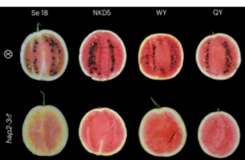 ThomasWidiez's tweet photo. Disrupting the 🌱double fertilization (by inactivating the gamete Fusogen HAP2) to induce diploid seedless watermelon 🍉🍉

@NaturePlants 

▶️A sexually and vegetatively reproducible diploid seedless watermelon inducer via ClHAP2 mutation

📖https://t.co/CCPb1GLKTs https://t.co/zHk1Z2JLmc