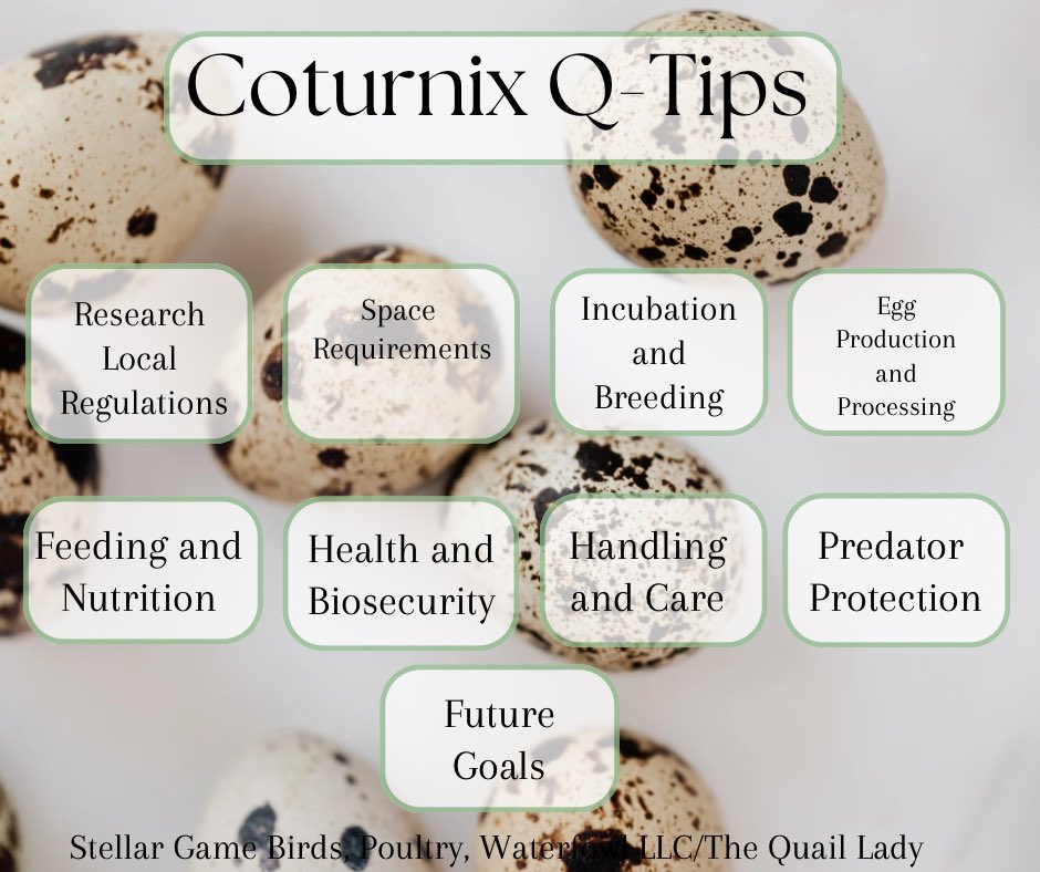 thequaillady's tweet photo. Thinking of raising Coturnix quail? 🐤 Here are a few steps to consider:

1️⃣ Check local regulations
2️⃣ Plan proper housing
3️⃣ Learn incubation & breeding
4️⃣ Focus on nutrition
5️⃣ Understand health & biosecurity
6️⃣ Daily care & handling
7️⃣ Egg production prep
8️⃣ Predator protection
9️⃣ Set clear goals

Starting with these steps will set a strong foundation for your Coturnix venture. Anything specific you’re focusing on with your covey? Anyone wanting to venture with this amazing bird? Please let me know how I can be of assistance in your quail journey!

#QuailFarming, #Homesteading, #Coturnix #BackyardFarming, #thequaillady, #SustainableAgriculture , #sustainable, #Sustainability, #quailarethefuture, #quaileducation, #quail