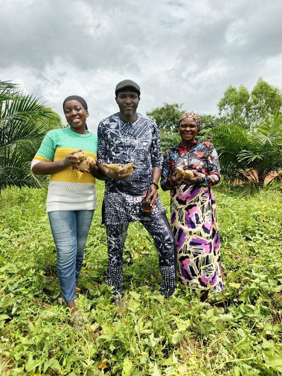 RetsonTedheke01's tweet photo. #Agbatoken: Our Sweet Potatoes Will Be Harvested This Week.
Rural Nigeria is a Productive Goldmine, Why Nigeria is Not Taking Advantage of Rural Agricultural Productive Nigeria is a Puzzle.
For Nigeria to Work, Nigeria Must Farm. https://t.co/nrFKFcVW1a