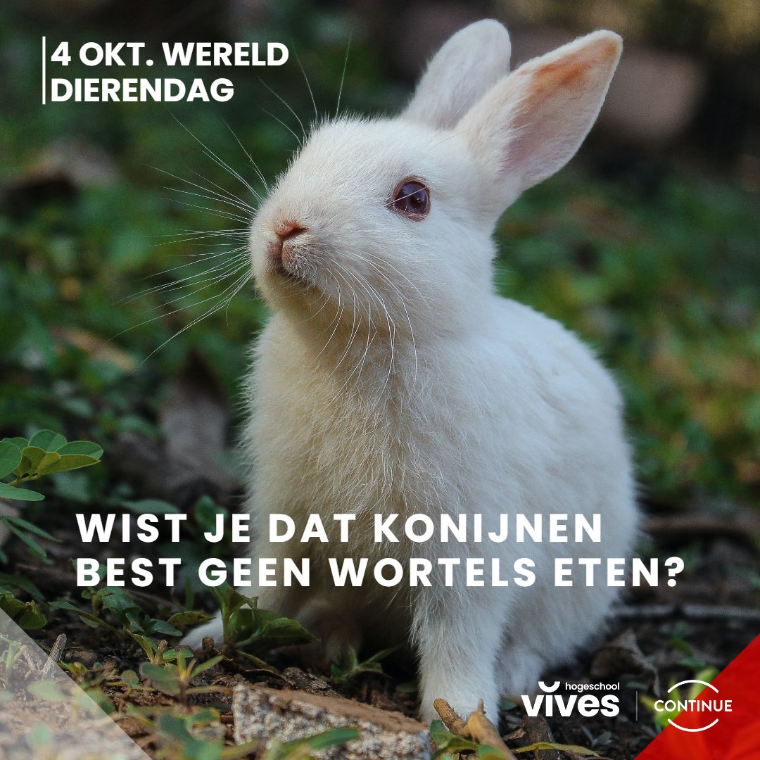 🥕🐰 Wortel bevatten veel suiker en zetmeel en dat is niet goed is voor hun spijsvertering. Teveel wortels leiden tot problemen als overgewicht en spijsverteringsproblemen. Het wortelloof is wel geschikt voor konijnen en mag je hen geven.
continue.vives.be/nl/opleidingen…