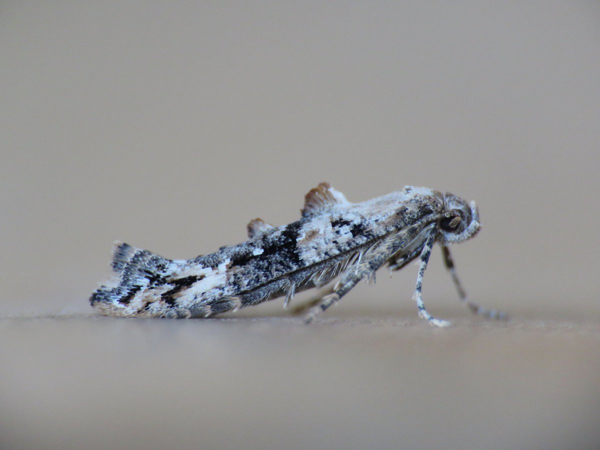 Epermenia chaerophyllella (Common Ridge-back) - a new moth for my garden and Wharfedale that I found while setting the moth trap up yesterday evening 💚🦋  <a href="/BradfordNature/">Bradford Nature</a> <a href="/BritishMoths/">British Moths</a>