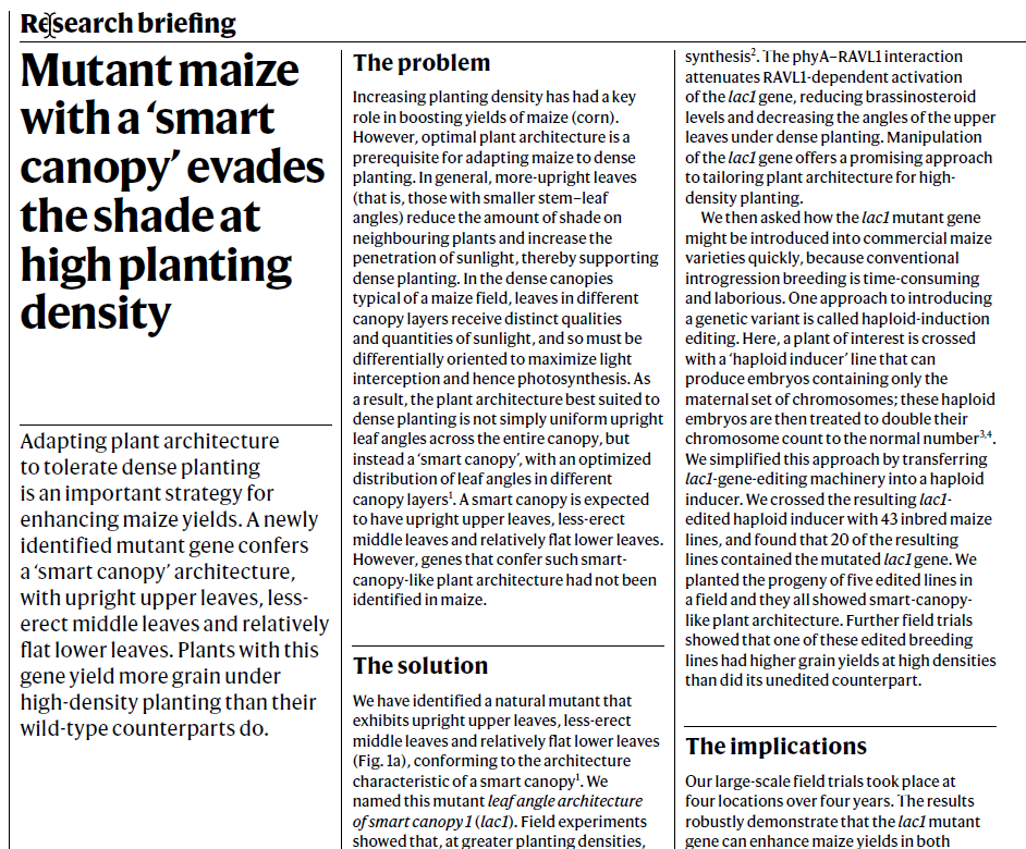 Research Briefing <a href="/Nature/">nature</a> : "Mutant maize with a ‘smart canopy’ evades the shade at high planting density" nature.com/articles/s4158…
 
About this article published some time ago: "Maize smart-canopy architecture enhances yield at high densities" rdcu.be/dV0FT