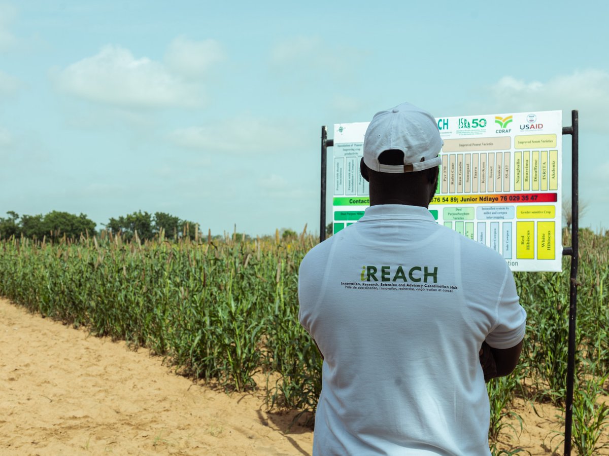 CORAFNews's tweet photo. Journées Portes Ouvertes #TechnoParc 🇸🇳 !
Cette semaine, nous avons visité le parc de #Bambey mis en place par le @CORAFNews à travers les initiatives #FSRP & #iREACH.
🌾Ce parc présente 30 #innovations, avec des variétés améliorées de mil, sorgho, arachide, niébé et soja... https://t.co/sCfywWXf0y