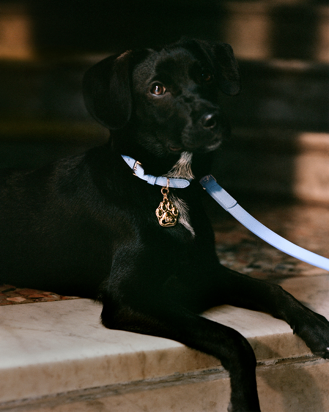 Dolce Gabbana on X Tailored to perfection DolceGabbana s new clothing and accessories selection for dogs reflects the brand s dedication to luxury comfort and impeccable style. Discover the full range...