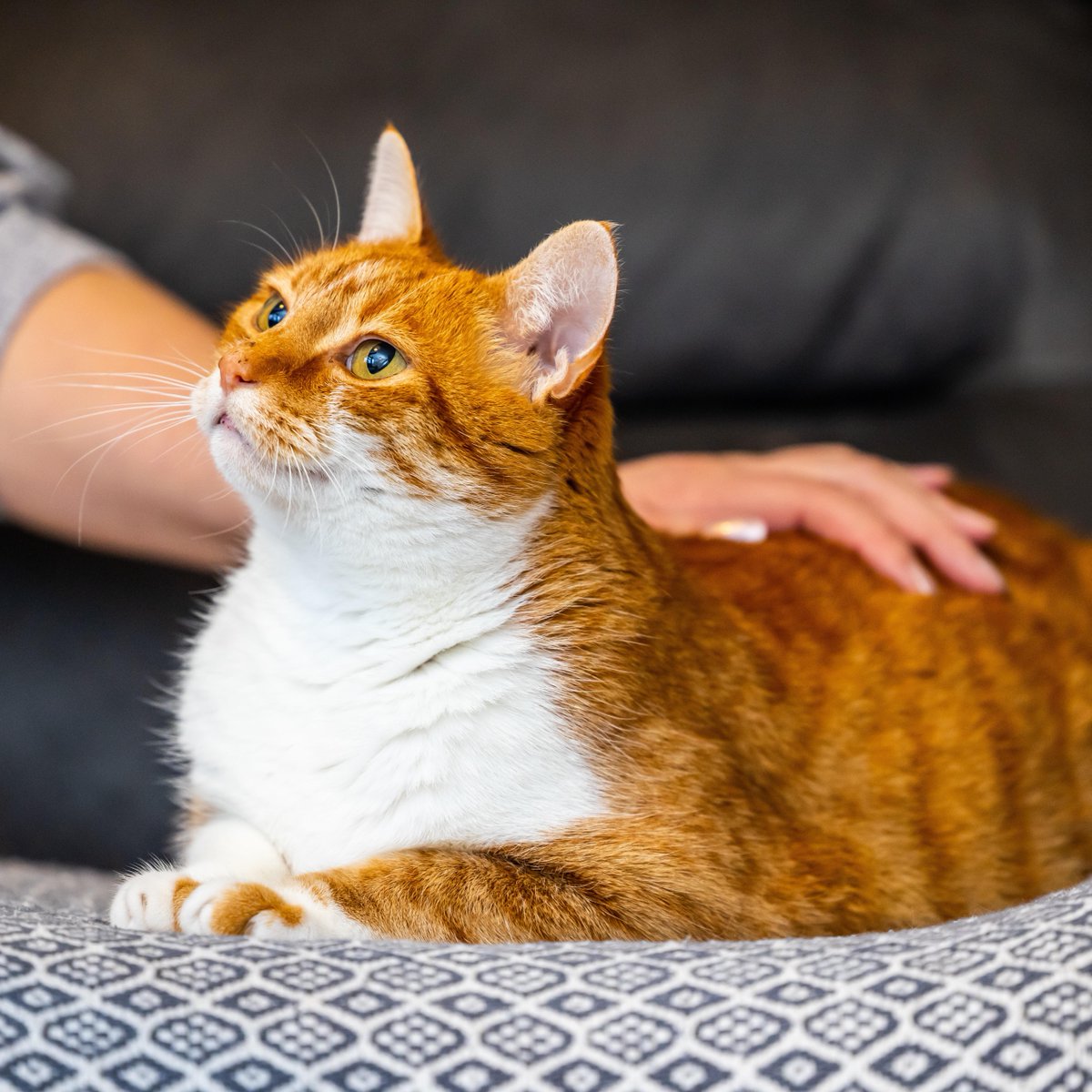 Today is #WorldAnimalDay, and as well as helping around 430 cats and kittens every day, we campaign to make life better for cats in the future. Read The Cat Manifesto and support our campaigns here: spr.ly/OurCampaigns 🐾