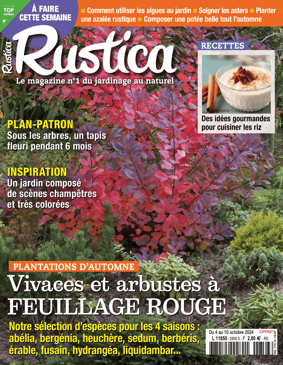 [En kiosque] Du 4 au 10 octobre 2024, hebdomadaire #Rustica
Plantations d'automne : installer des vivaces et des arbustes à feuillage rouge
+ Plan-patron : sous un arbre, un tapis fleuri pendant 6 mois
+ les travaux de #jardinage 
#presse #magazine #hebdo 
rustica.fr/en-kiosque/