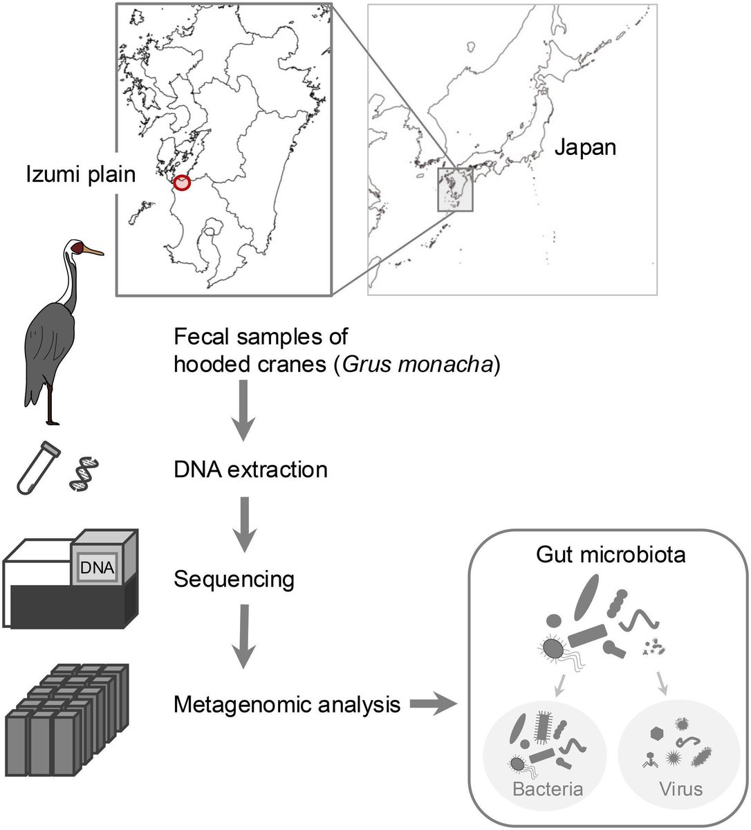 FEBSOpenBio's tweet photo. 🇯🇵Metagenomic analysis of the gut microbiota of hooded cranes (Grus monacha) on the Izumi plain in Japan
⛩️ https://t.co/wN3qpD31dS
🖋️ @sounaka
#GutMicrobiota #Metagenomics #HoodedCranes
#GrusMonacha #EcologyTwitter #FecalSamples https://t.co/EUpK6sPZMa