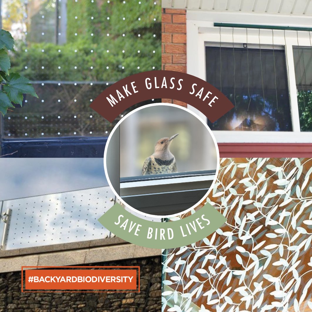 This #NorthernFlicker clung to the ledge of a window after striking the glass. Her head and eyes drooped, signs she suffered head trauma. Many don’t survive injuries like these. Help prevent this by making windows bird-safe. Visit birdsafe.ca &amp; featherfriendly.com