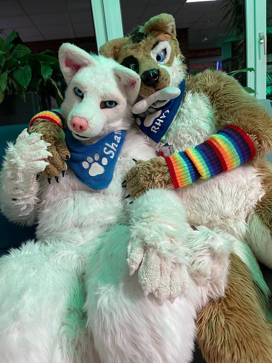 Rhys Shepherd tweet media