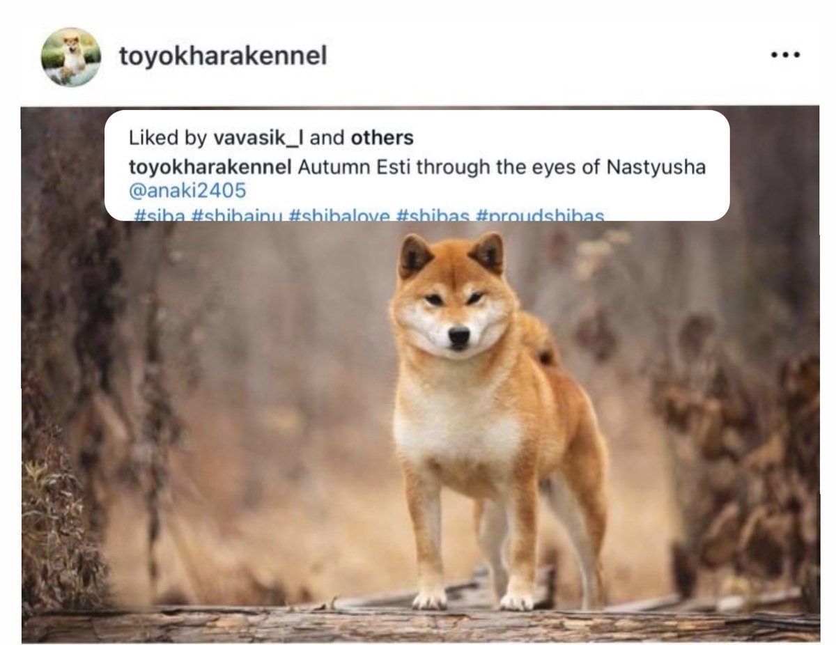 DODbr23's tweet photo. @EstiCTO $Esti

$Neiro $Shib $Doge https://t.co/rCA7Zr8YUa
