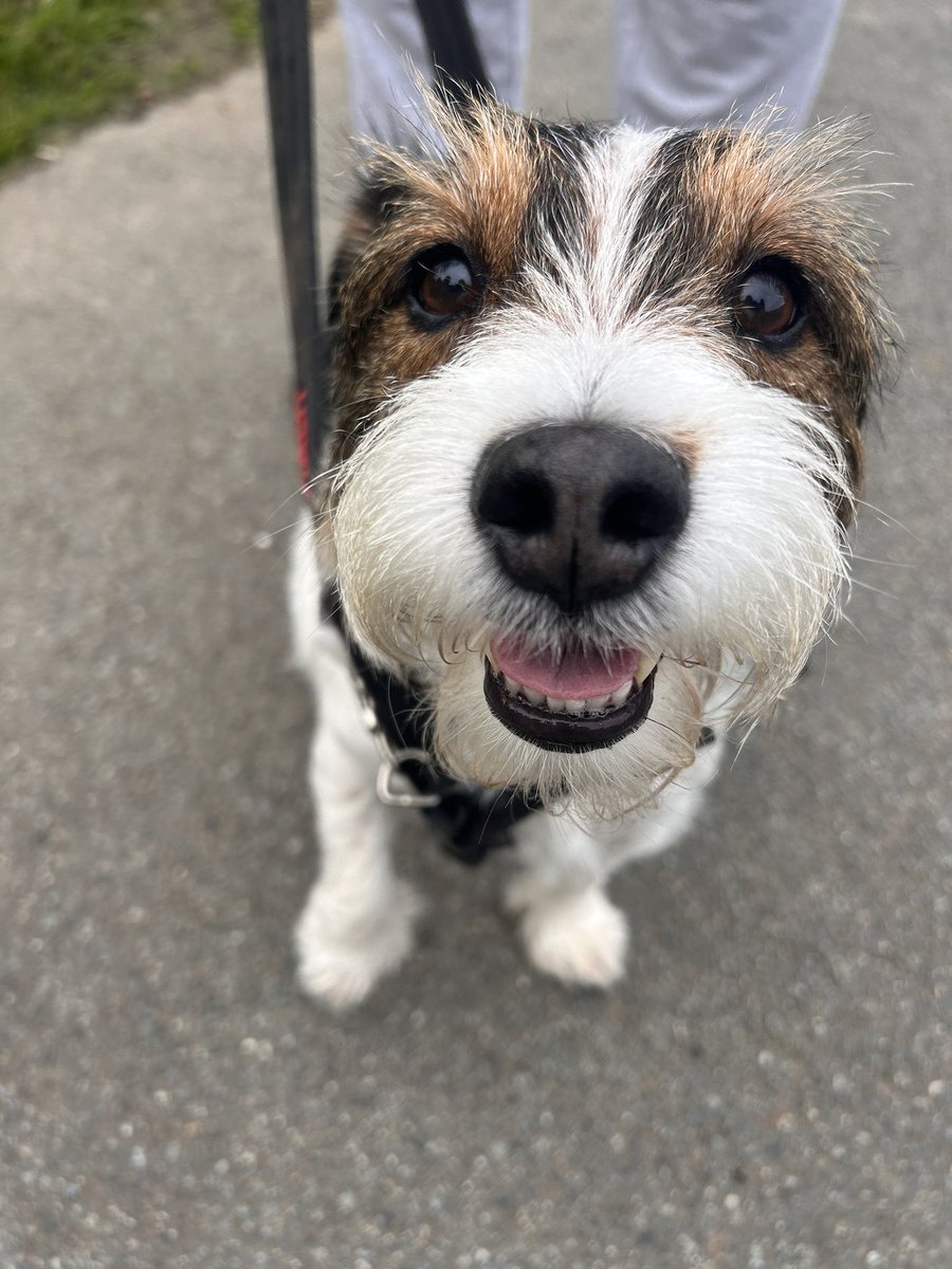 RevdSAJ's tweet image. Blessing dogs outside @StDavidsCath today to mark #stfrancisofassisi @ChurchinWales 15 dogs and their hoomans were blessed and prayed for. God bless our 4-legged companions. 🐾🙏🏼🙏🏼🐾