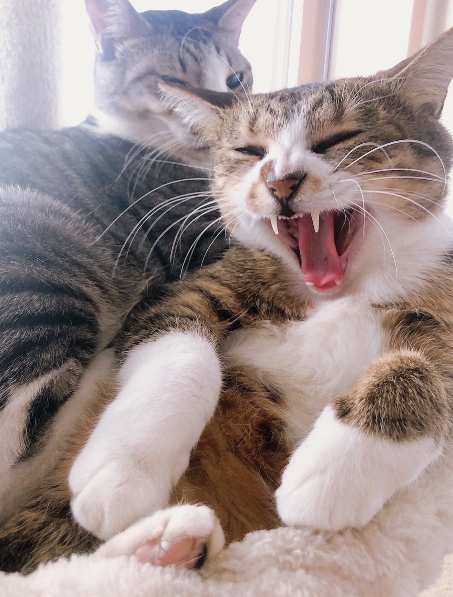 TETORA0907's tweet photo. @purinlala https://t.co/JD2c5VxKwg