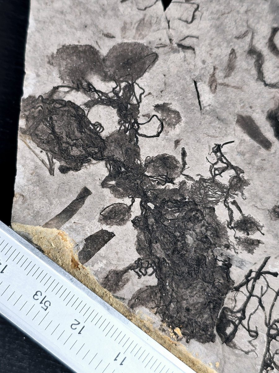 Shunkup's tweet photo. Fossil friends, what do you think of this enigmatic Ediacaran fossil carbonaceous compression? Its branching thread-like structures and fibrous matrix could represent an early Opisthokonta (clade with fungi and animals). #PaleoTwitter #FossilFriday https://t.co/GUaA6kSC1W
