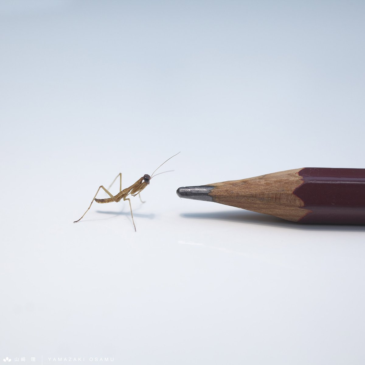 アザミカマキリ雄　立体標本 公式ショップ】 カマキリの立体標本 | あおむしBlog 標本 - 標本