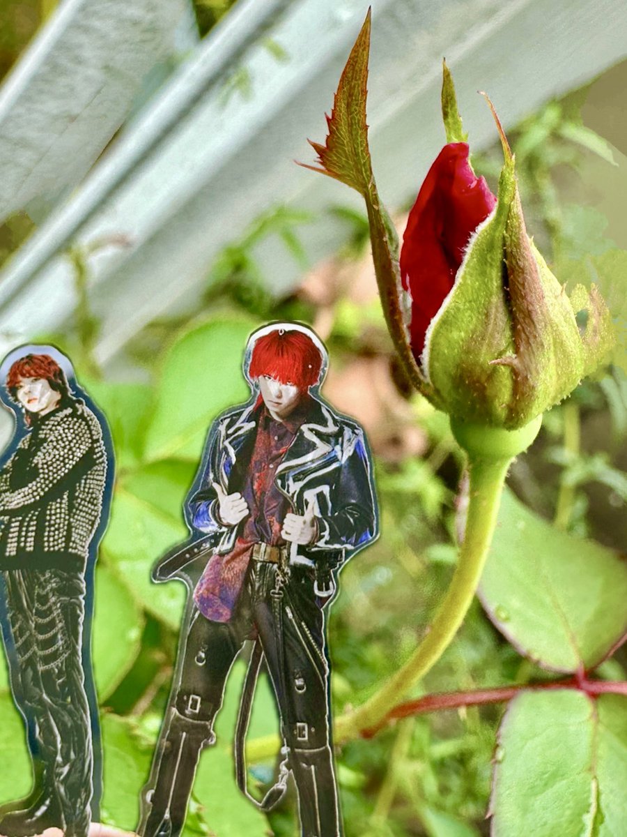 BLACK_rubycat's tweet image. 蕾🥀も好き...
無事に咲いてくれるのか？という不安もある..風に煽られ折れてしまうのではないか...とか..それよりも、
どんな華を咲かせてくれて
どんな香りを放ってくれるのかとても楽しみだから！道ゆく人の足を何人止めれるかな❣️✨
#アクスタシリーズ
#Gai
#花のある暮らし