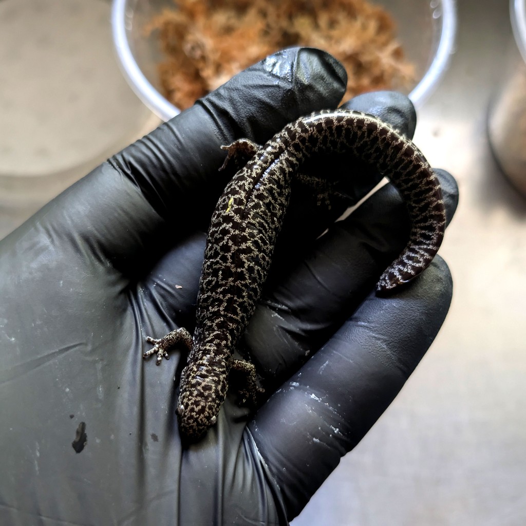 We couldn't wait until #SalamanderSaturday to share this photo, so #FrostyFriday it is!

Things are officially heating up--breeding season is here! This lovely lady was born two years ago at AF as part of our historic captive breeding effort! #StayFrosty
