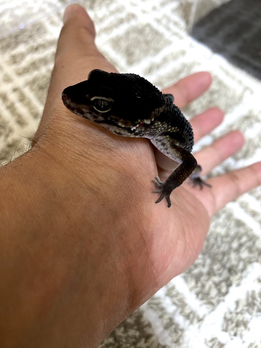 KOU_rep2's tweet photo. ブラックナイトベビー♂
そろそろヤングくらいになるかな☺️？

アダルトになるのが待ち遠しい😌✨ https://t.co/vVgh4LJuzJ