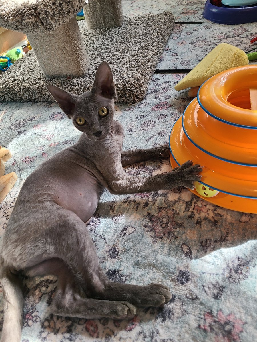 PurdyLn's tweet photo. @KatiePhang Just in time for Halloween... I present Miss Gargoyle.  She is my foster kitten the rescue found living at a feral community with her not so exotic siblings! So creepy-cute and a sweetheartto boot! I hope she soon finds a loving home https://t.co/rhIrcExDQ3
