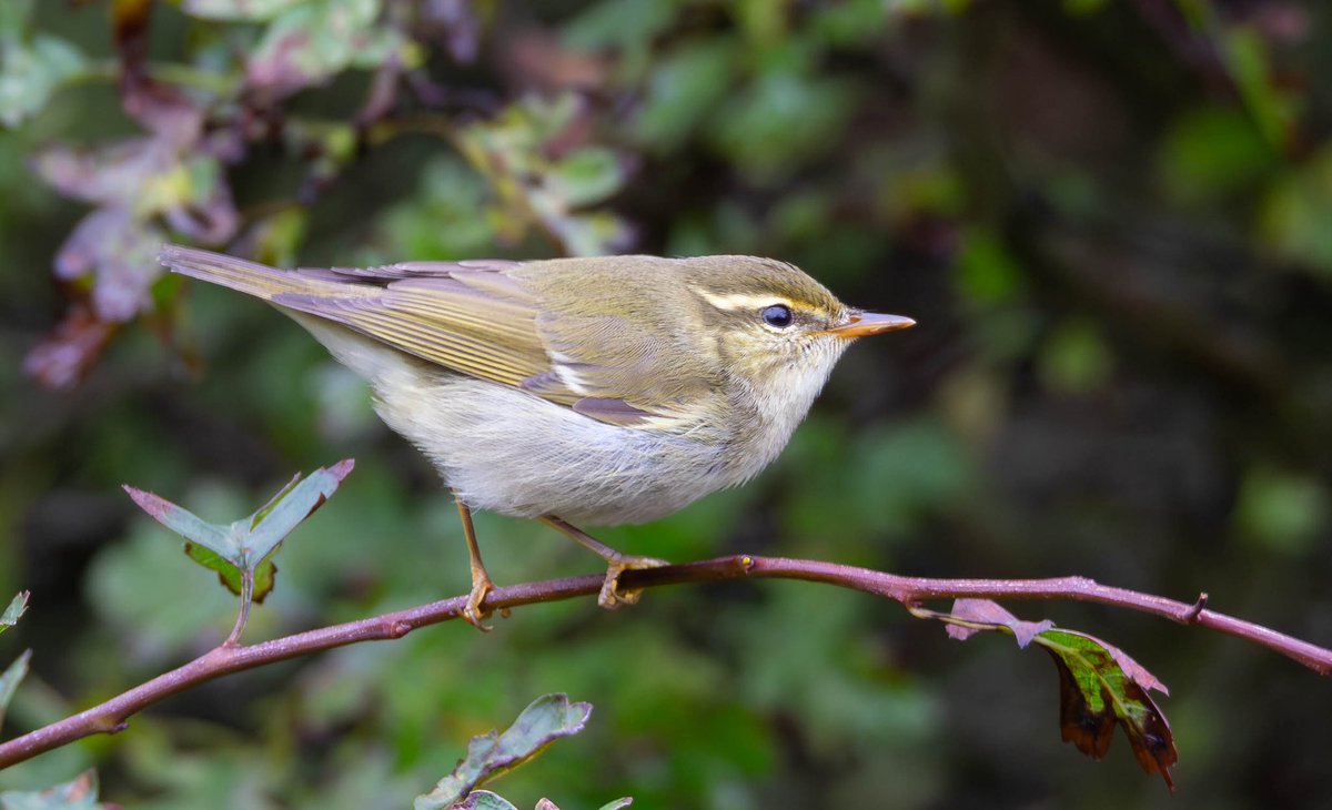 TringaCottage's tweet photo. Two Arctic Warblers in a week, one Discovery Centre, Kilnsea (24 hrs ago) and one at the Narrows along Spurn Peninsula today https://t.co/GFU7DBezai
