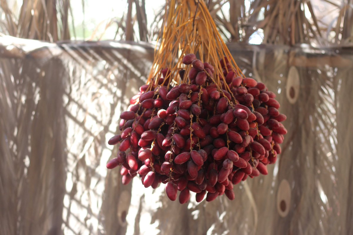 Abubaker Abed tweet media