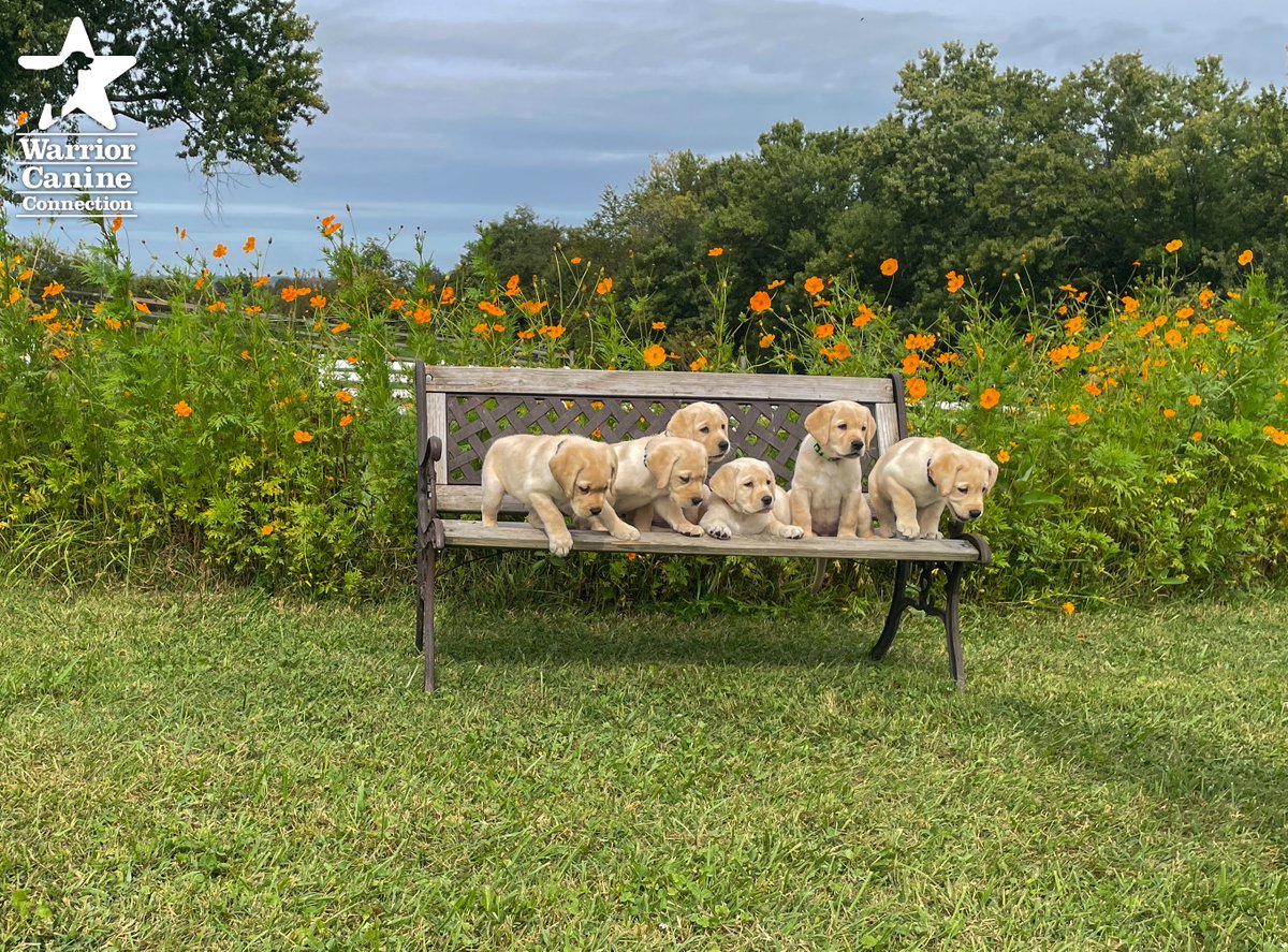 WarriorCanineCn's tweet photo. #BenchShot Alert: Check out the bench photo and outtakes for #WCCsMyrtle x Crosby SSD's litter!
#FurTheLoveOfVeterans https://t.co/RO4oeXMWUF