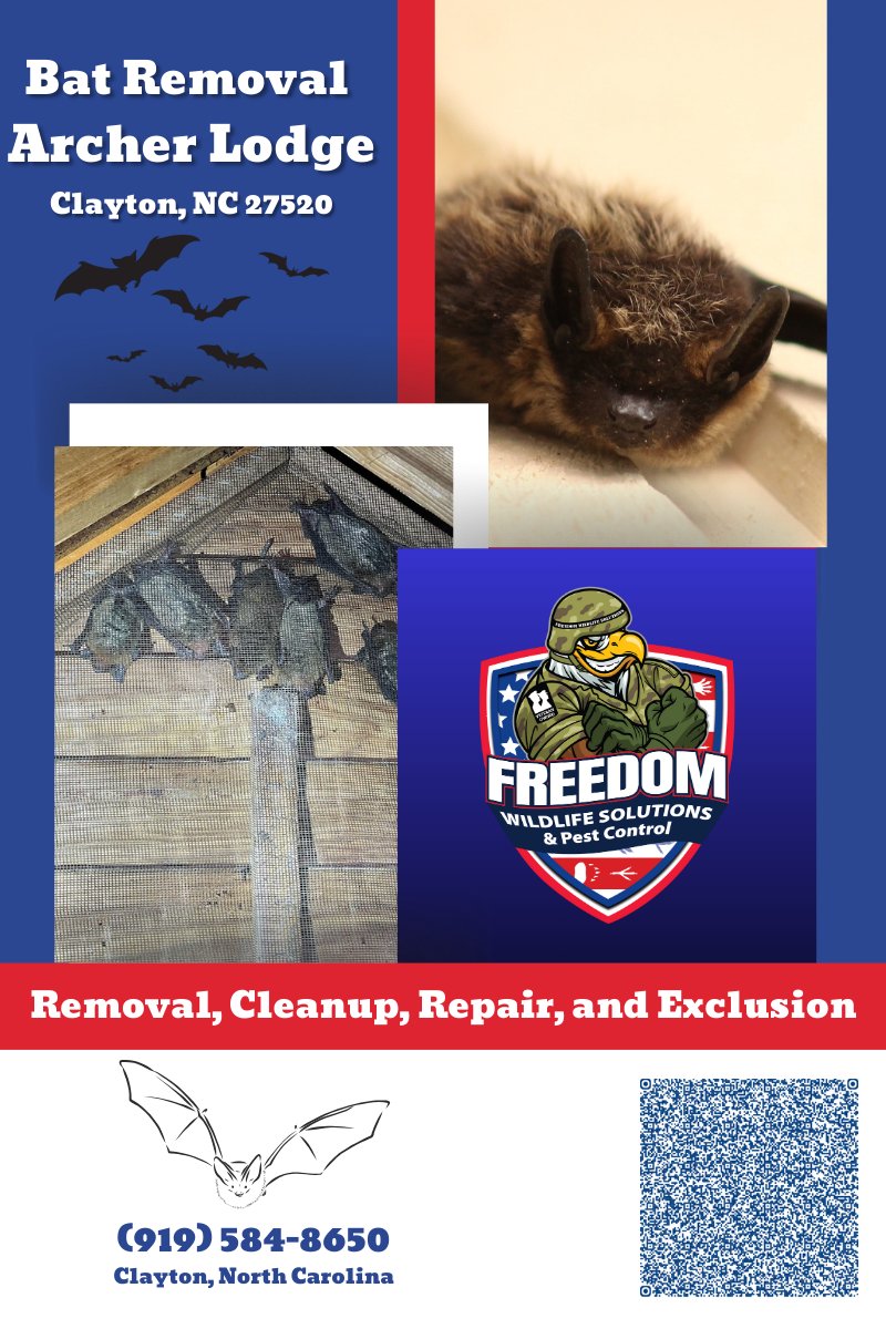 🦇 Bat Issues in Archer Lodge? We’re here to help! 🏠

Freedom Wildlife Solutions &amp; Pest Control offers expert bat removal, cleanup, repairs, and exclusion services. Keep your property safe!

📍 Clayton, NC
📞 (919) 584-8650
#BatRemoval #ArcherLodge #ClaytonNC #WildlifeControl
