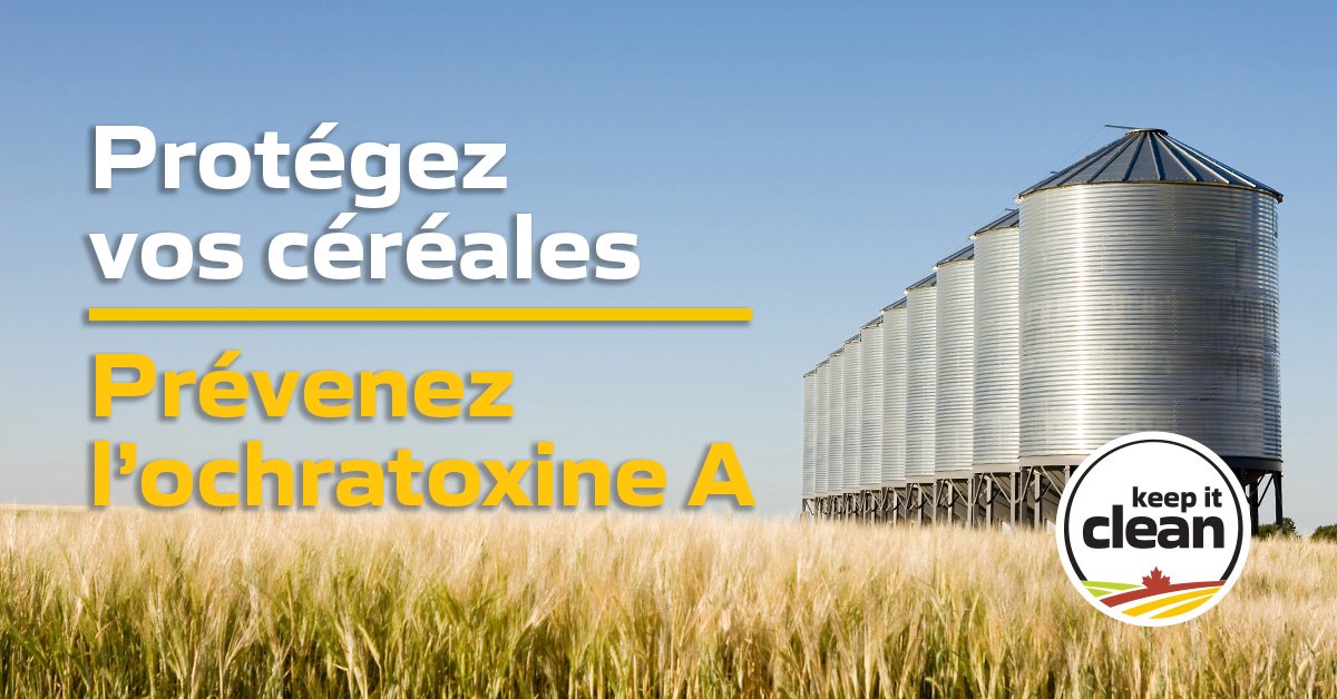 Vos cultures céréalières sont-elles entreposées correctement? Un entreposage inadéquat peut entraîner le développement de l’ochratoxine A (OTA), qui peut constituer un risque pour les marchés céréaliers. Apprenez-en plus : bit.ly/3XbI9Kk  #CdnAg  #KICCanada