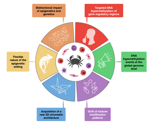 Elizabeth McKenna (@elizsmckenna) on Twitter photo 🥁Out today in the October issue of <a href="/CD_AACR/">Cancer Discovery</a>: ⭐️The Epigenetic Hallmarks of Cancer⭐️ - by <a href="/ManelEsteller/">Manel Esteller</a>, <a href="/MAF_Dawson/">Mark Dawson</a>, <a href="/CKadoch/">Cigall Kadoch</a>, Feyruz Rassool, Peter Jones, and Steve Baylin doi.org/10.1158/2159-8… 🥁Out today in the October issue of <a href="/CD_AACR/">Cancer Discovery</a>: ⭐️The Epigenetic Hallmarks of Cancer⭐️ - by <a href="/ManelEsteller/">Manel Esteller</a>, <a href="/MAF_Dawson/">Mark Dawson</a>, <a href="/CKadoch/">Cigall Kadoch</a>, Feyruz Rassool, Peter Jones, and Steve Baylin doi.org/10.1158/2159-8…