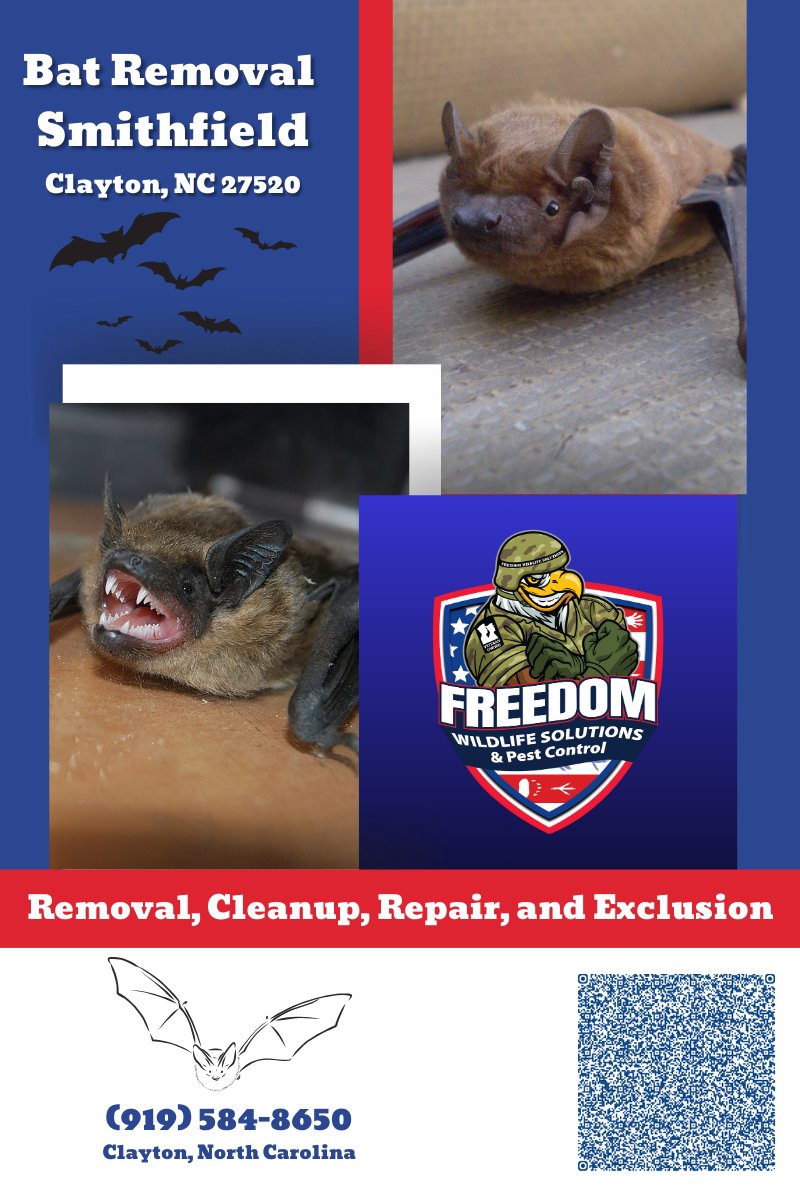 🦇 Bat Problems in Smithfield? We’ve got you covered!

Freedom Wildlife Solutions offers professional bat removal, cleanup, repairs, and exclusion services. Protect your home today!

📞 (919) 584-8650
📍 Clayton, NC
#BatRemoval #SmithfieldNC #WildlifeControl #PestControl