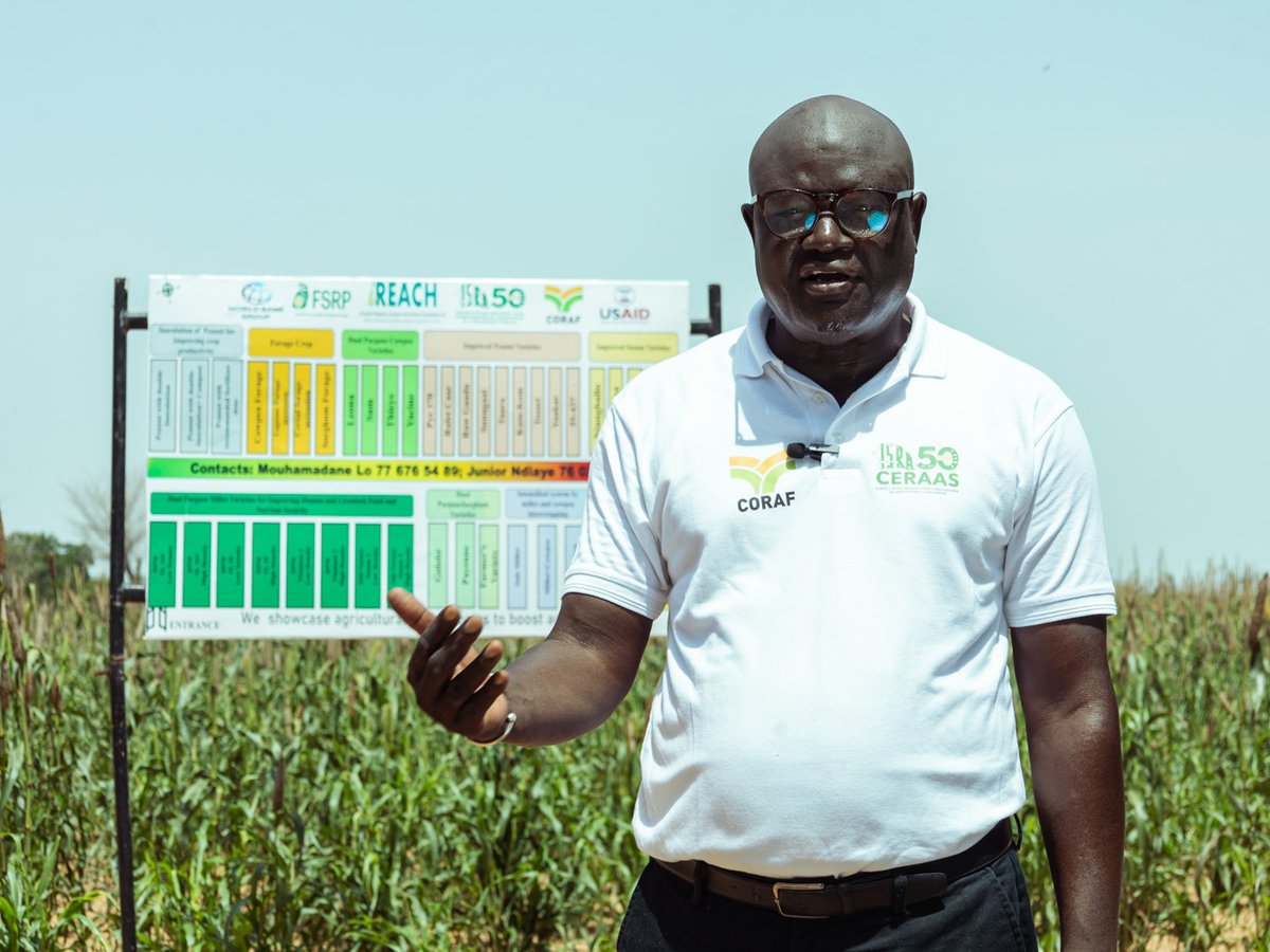 CORAFNews's tweet photo. Open days 🇸🇳: This week we visited the #Bambey Park set up by @CORAFNews through the #FSRP program & #iREACH initiative.
🌾The #TechnoPark features 30 innovative technologies, including improved varieties of millet, sorghum, groundnut, cowpea & soybean, all certified. https://t.co/6FEk0NBVAu