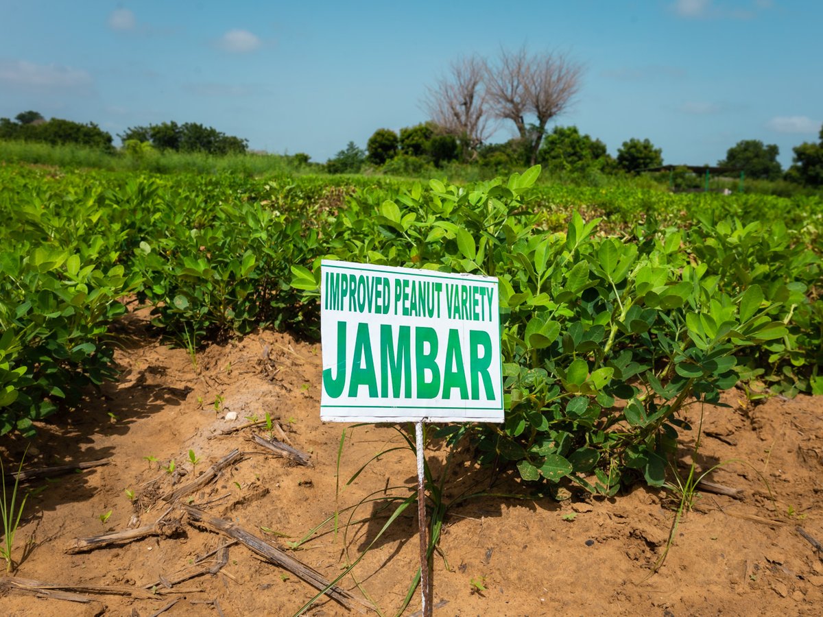 CORAFNews's tweet photo. Open days 🇸🇳: This week we visited the #Bambey Park set up by @CORAFNews through the #FSRP program & #iREACH initiative.
🌾The #TechnoPark features 30 innovative technologies, including improved varieties of millet, sorghum, groundnut, cowpea & soybean, all certified. https://t.co/6FEk0NBVAu