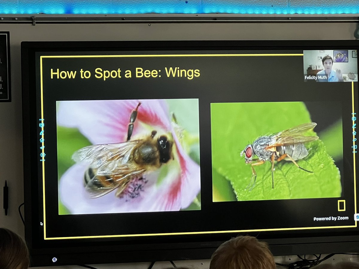 wendi322's tweet image. 🙌🏻😃 When your school gets a shout-out from @NatGeoEducation ‘s #ExplorerClassroom before learning all about bees with @felicitymuth 🙌🏻🙌🏻
@ChathamCoSch @SilkHopeEagles