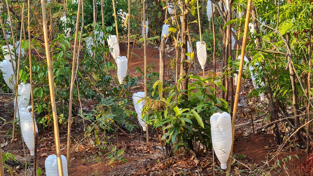 #Water drippers installed @TEAMKMCC.
The only way #tree seedlings can survive in ~9months of dry season with ground daytime temperatures averaging 50degrees 🥵. It is hot here in #Madagascar's dry forest. 🌿 #MadForRest <a href="/guardianscience/">Guardian Science</a> <a href="/KewGIS/">KewGIS</a> @StuCable #conservation @KewScience