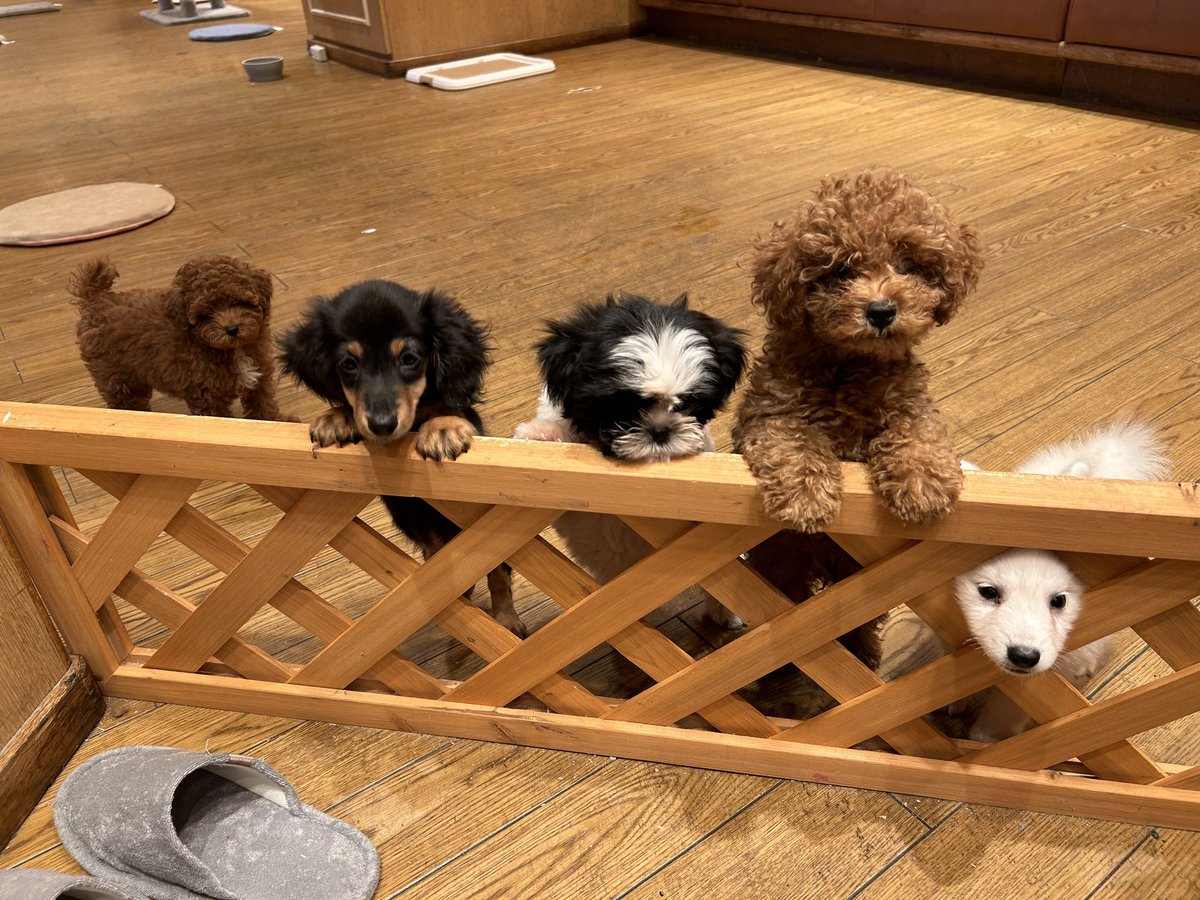 【お知らせ】

ふくろうカフェRicky盛岡店、テーブル、椅子なきなりわんにゃんのふれあいルームとなりました!!!

勿論お迎えも募集中です。
トイプードル¥59800
しば¥59800
アメリカンコッカースパニエル¥79800
他沢山猫ちゃんもお待ちしております！