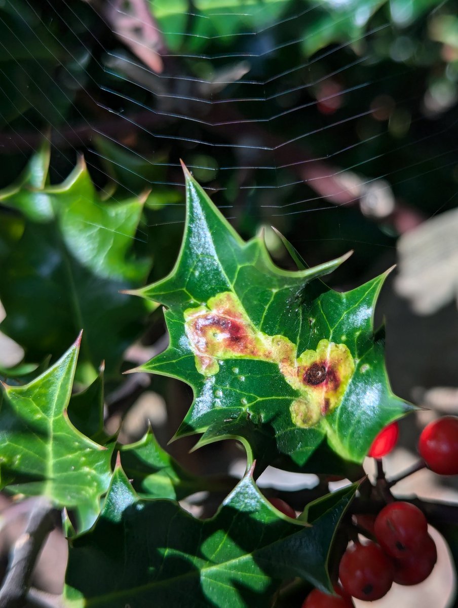 GwenuEcologist's tweet photo. Holly Leaf Miner (Phytomyza ilicis)

Caused by an Agromyzid fly and believed to be the only fly to mine Holly in the UK.

#LeafMiner #LERC https://t.co/H3XeTMRPCD