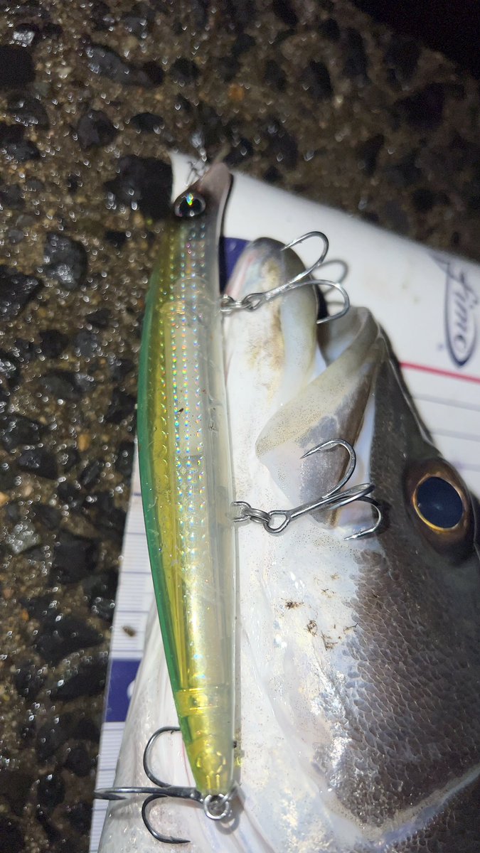 今年初の10ヒット6キャッチ

1番大きいのは
ライムスターで69cm

雨のおかげ😊

#アイマ　#サスケ　#サスケ真裂波　#シーバス　#サスケ140真裂波